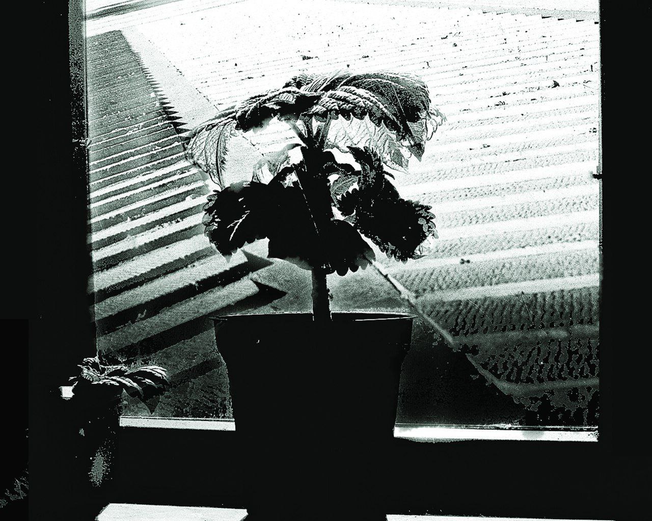 Analog photography and photomontage